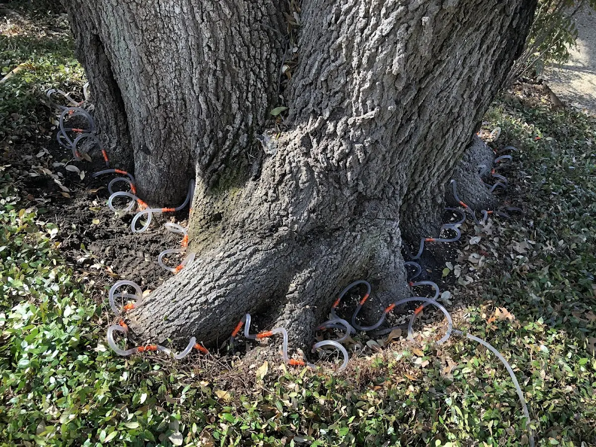 Detailed Tree Cabling and Bracing job site in Springville